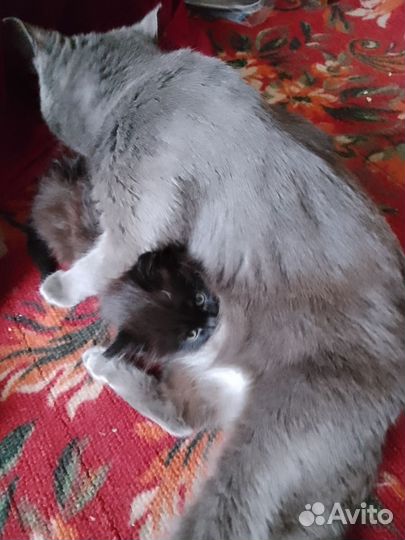 Британские котята