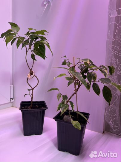 Фикус бенджамина