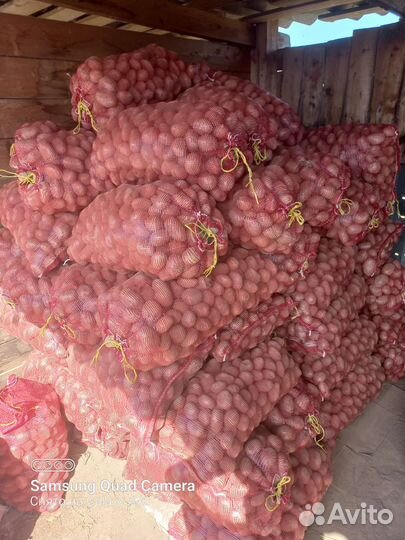 Продам картофель