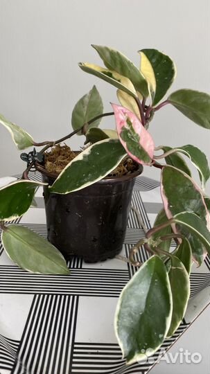 Хойя карноза Кримсон Квин (Krimson Queen)