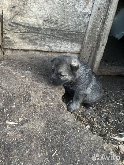 Щенки помесь хаски