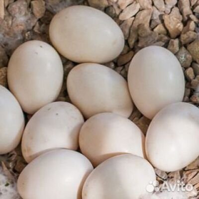 Утиные яйца