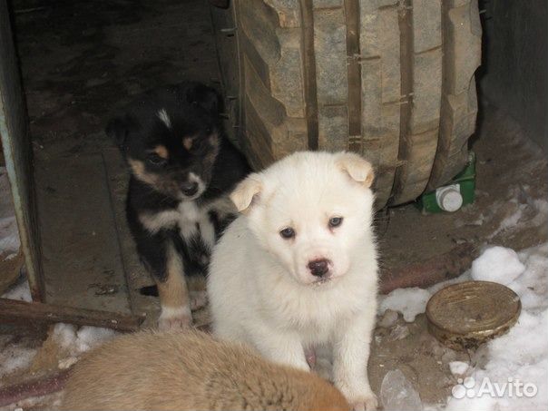 Щенки в дар от белого до черного окраса