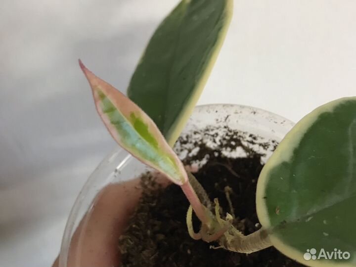 Хойи Кримсон Квин. Элиптика сплеш