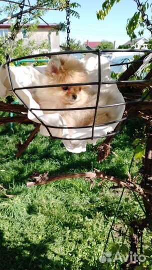 Рыжик-шилопопик