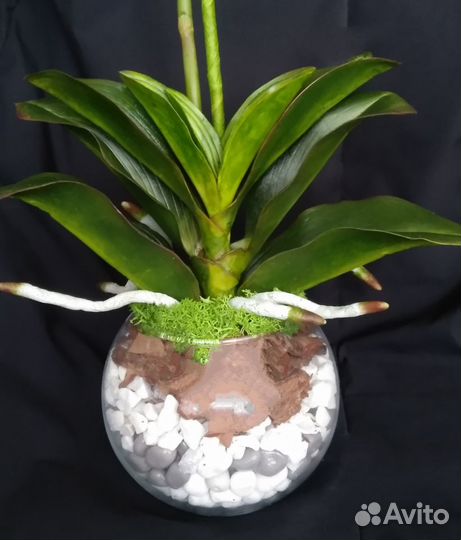 Орхидея фаленопсис белая цветы из холодного фарфор