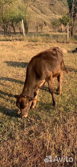 Телка и бычки