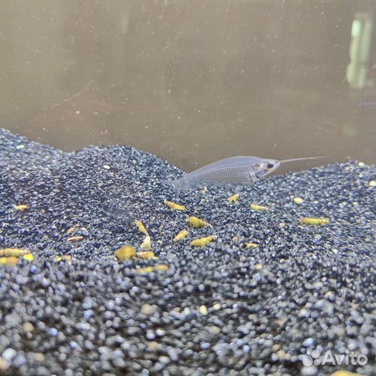 Аквариум с рыбами