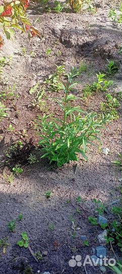 Саженцы облепихи