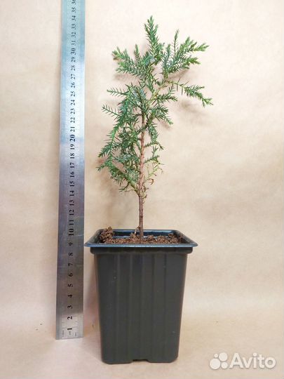 Можжевельник блю чип, олд голд, стрикта