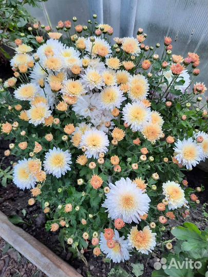 Хризантемы с доставкой