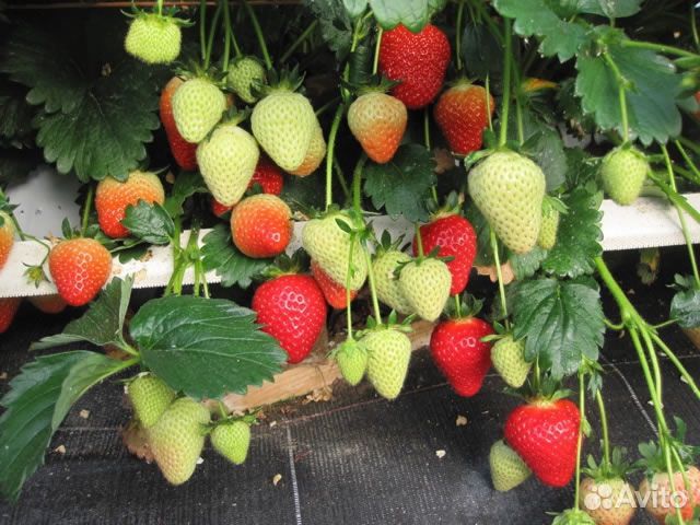 Рассада клубники Молинг Столетие