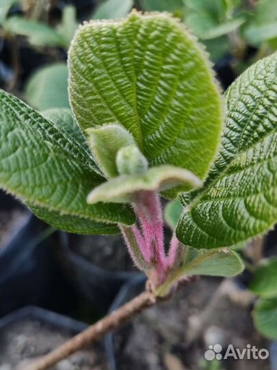 Киви хейворд 3года М и Ж, зкс