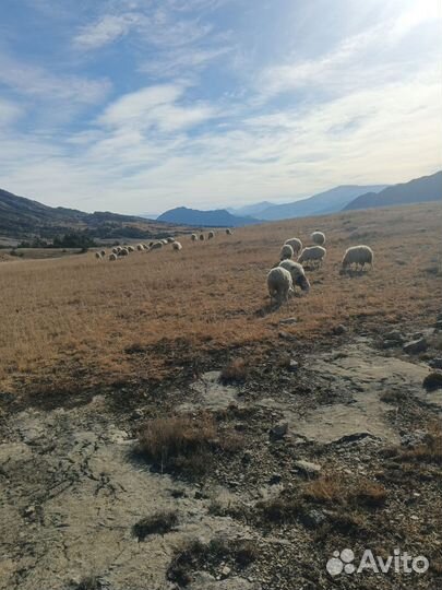 Продаются овцы