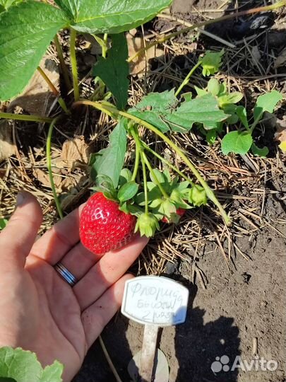 Клубника поздний сорт Мицешиндлер, мальвина