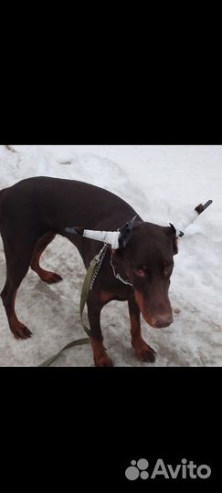 Собака доберман