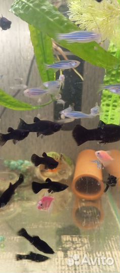 Аквариумные рыбки