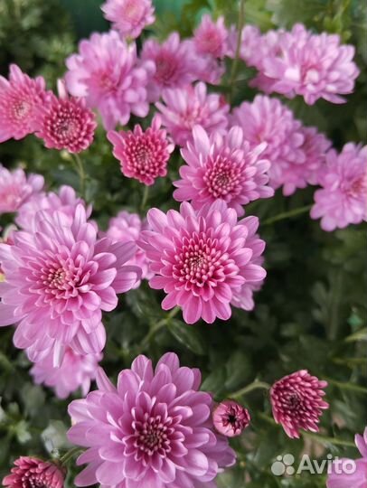 Хризантемы мультифлора