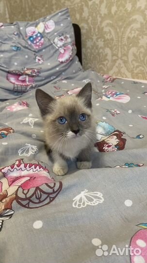 Котенок