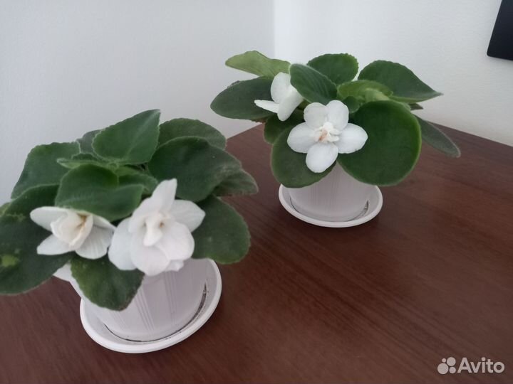 Фиалка белая