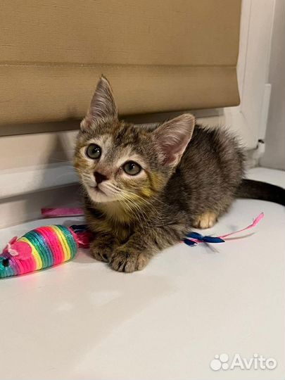 Котенок похожий на мартышку в дар ищет дом