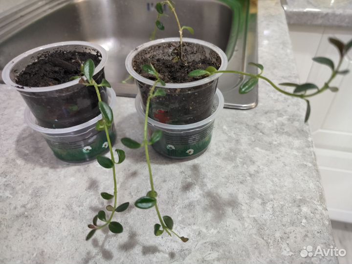 Немантантус