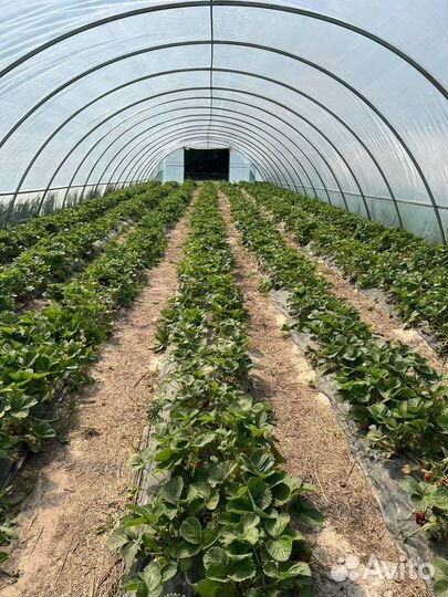 Клубника Albion