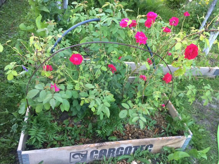 Дом 40 м² на участке 6 сот.