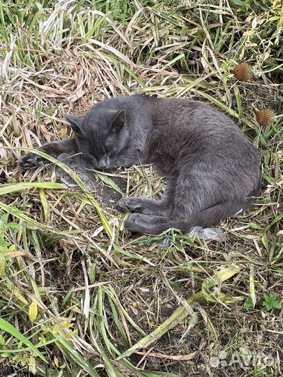 Котенок в добрые руки