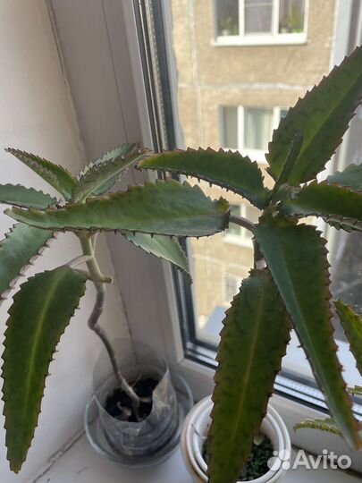 Каланхое лечебное