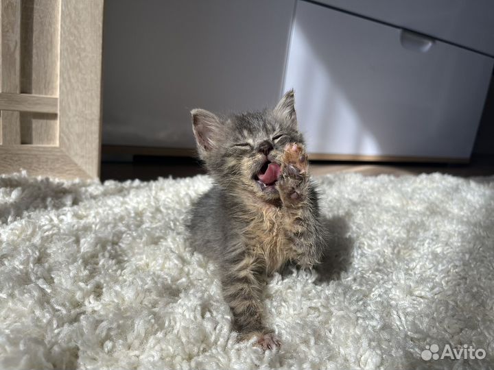 Котята 3 месяца