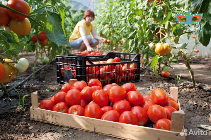 Рабочие в теплицу вахта
