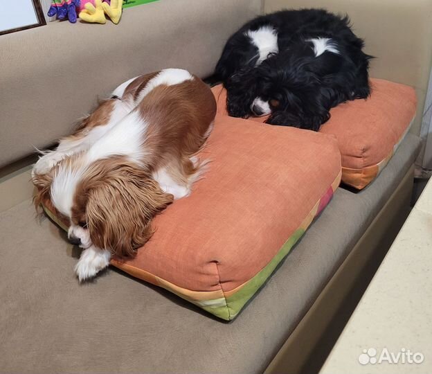 Передержка кавалер Кинг Чарльз спаниель