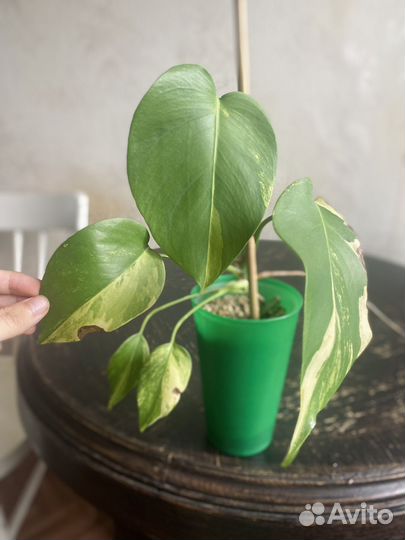 Монстера желтая