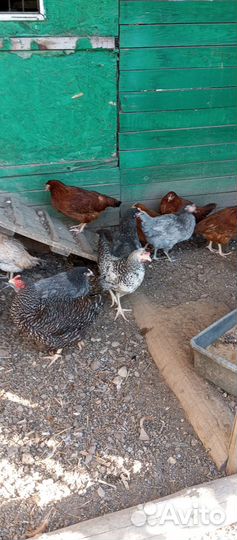 Курочки чешский доминант