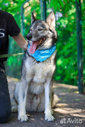 Гром воспитанный бывшедомашний пес