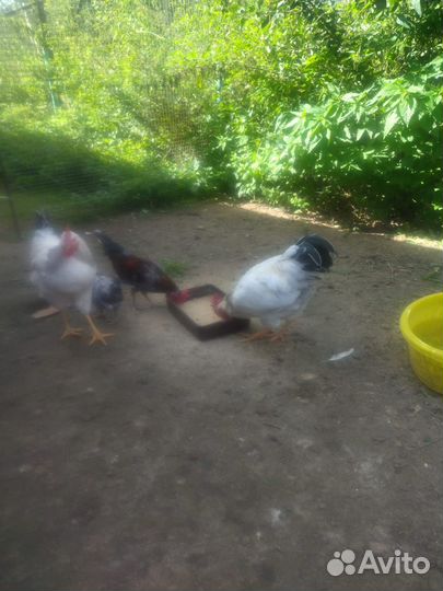 Куры несушки, гуси