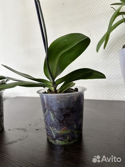 Орхидея фаленопсис Горизонт