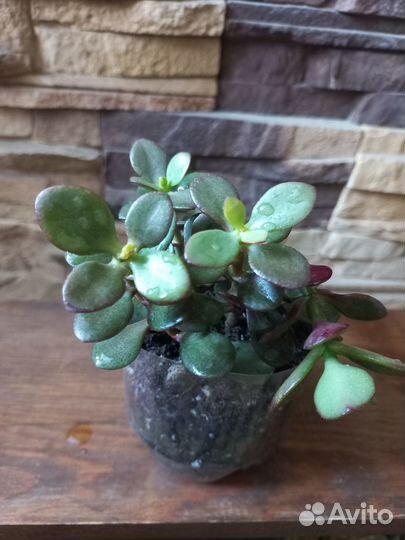 Толстянка(денежное дерево,крассула).Хатиора