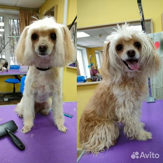 Грумер стрижка собак