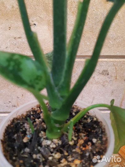 Аглаонема Мария