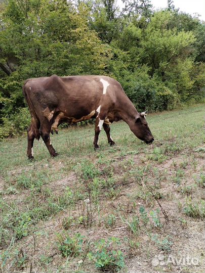 Корова дойная