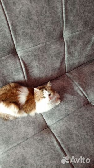 Кошка