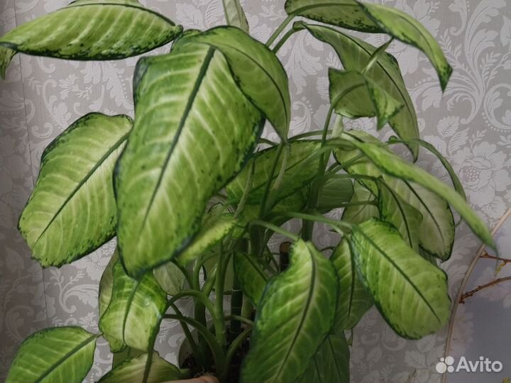 Диффенбахии