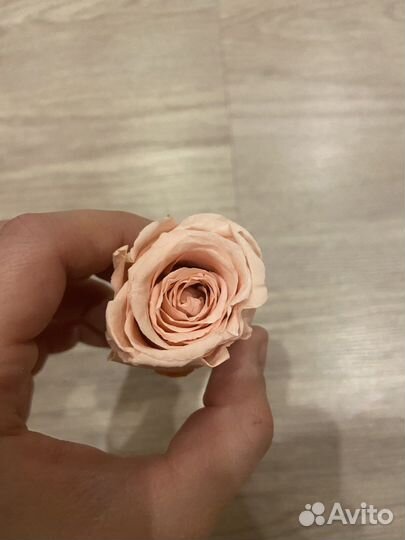 Стабилизированная роза