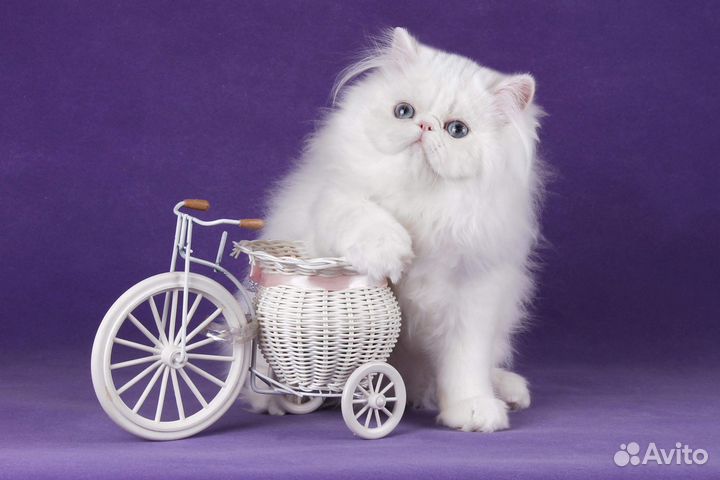 Белоснежный малыш