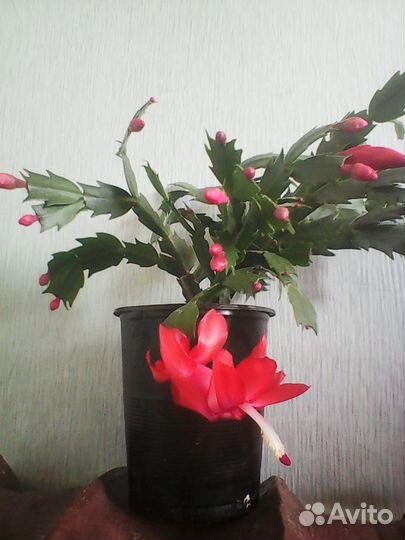 Декабрист Kris Kringle