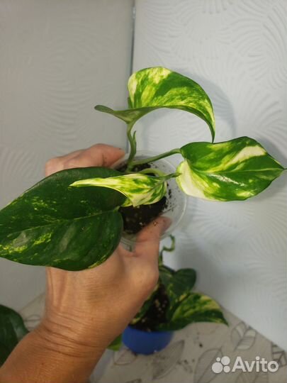 Эпипремнум золотистый