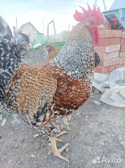 Инкубационные яйца Билефельдер Криль