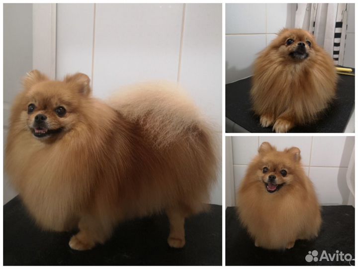 Груминг для шпица